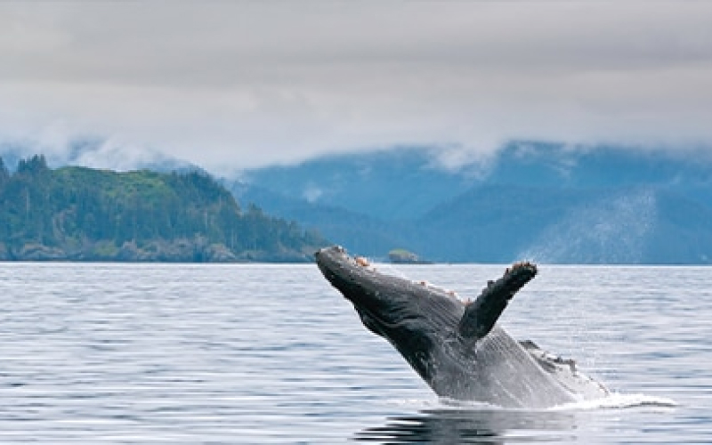 Discover Alaska’s Wilderness: New Regent Seven Seas Voyages Departing from Whittier, Alaska