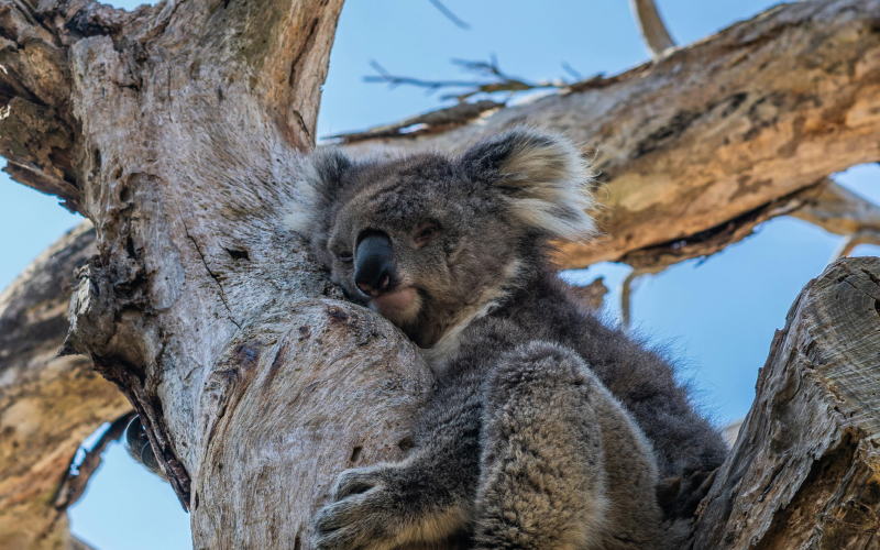 Discover the Wonders of Australia and New Zealand with Unforgettable Cruises