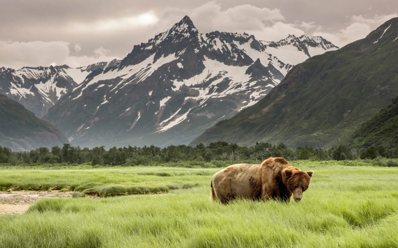 Experience the Ultimate Alaska Adventure: Luxury Cruises to the Last Frontier