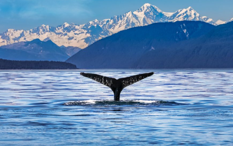 Luxury Meets the Wild – Sail Alaska with The Ritz-Carlton Yacht Collection