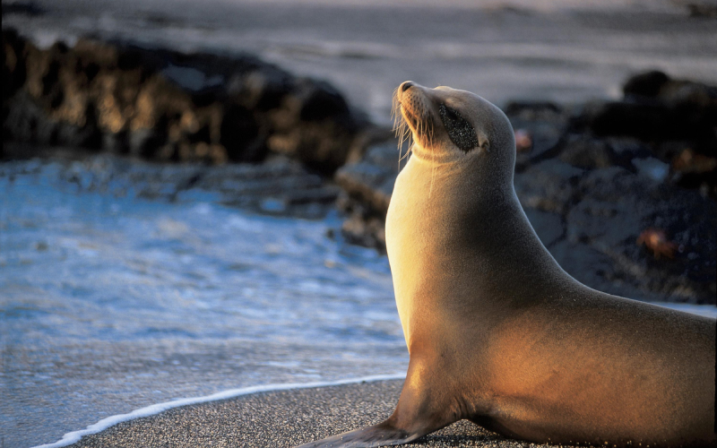 Explore the Galápagos in Style: Lindblad Expeditions’ New Ships Ready to Set Sail