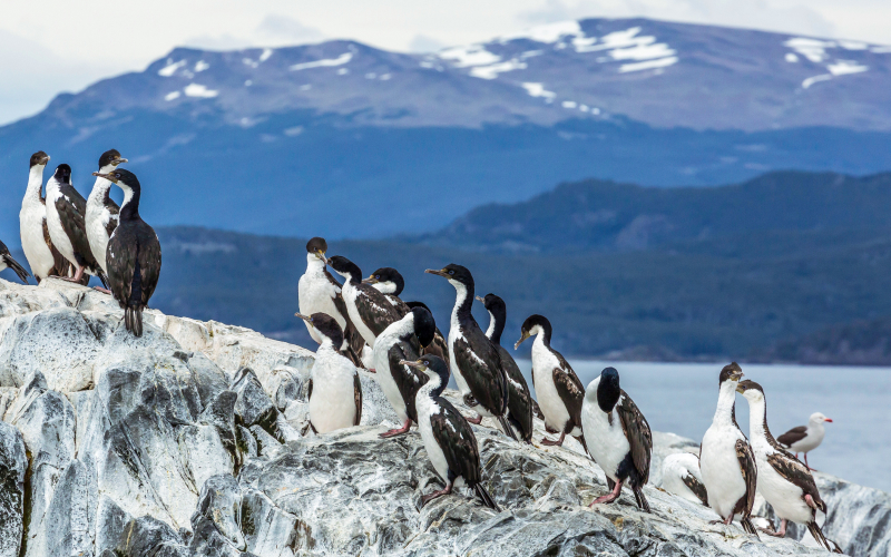 Explore Ushuaia – Gateway to the Ends of the Earth