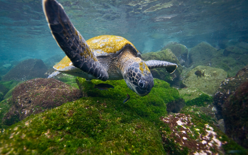 Up To $1,200 Air Included Per Guest & Free Internal Flights to the Galapagos Islands with LindBlad